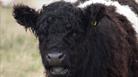 Belted Galloway at Blakehill Farm Nature Reserve