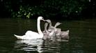 Swan and cygnets on the River Thames