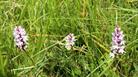 Orchid at Jones's Mill Nature Reserve