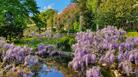 Wisteria at the Iford Manor Gardens, near Bath.