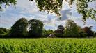 Vineyard field and hut