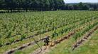 man in vineyard field