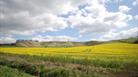 Cherhill White Horse, nr Calne (C) Esther Reeve