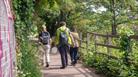 People walking along path surrounded by trees