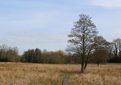 Jones's Mill Nature Reserve