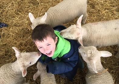 Roves Farm Visitor Centre