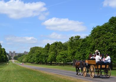 Carriage rides in Windsor Great Park