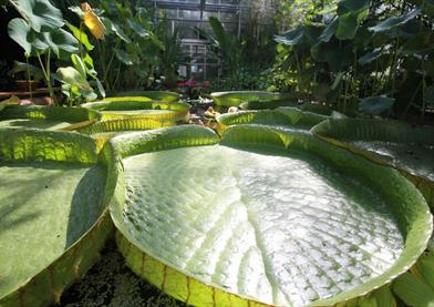 University of Bristol Botanic Garden
