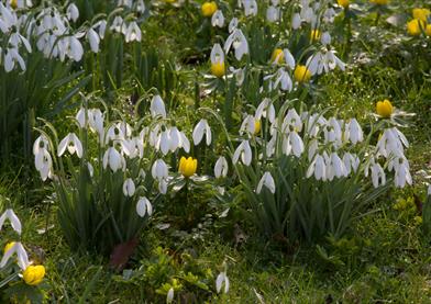 Snowdrops