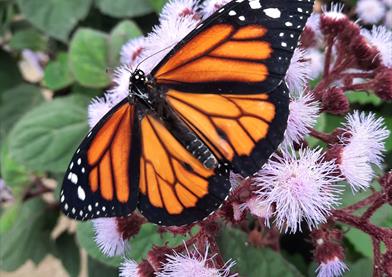 Orange butterfly on pink flowers