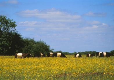 Belted Galloway Grazing at Blakehill Farm Nature Reserve