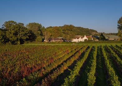 Aldwick Court farm and vineyard