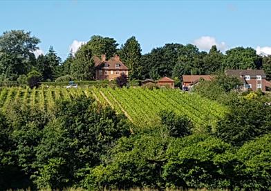 a'Beckett's Vineyard, Devizes