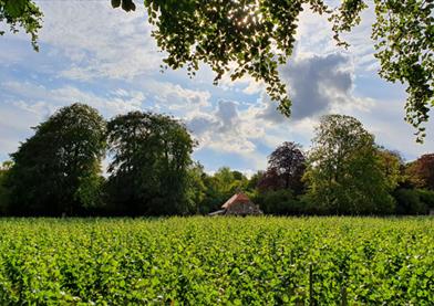 Vineyard field and hut