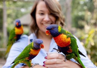 women feeding lorikeets, one on each hand and one on her shoulder