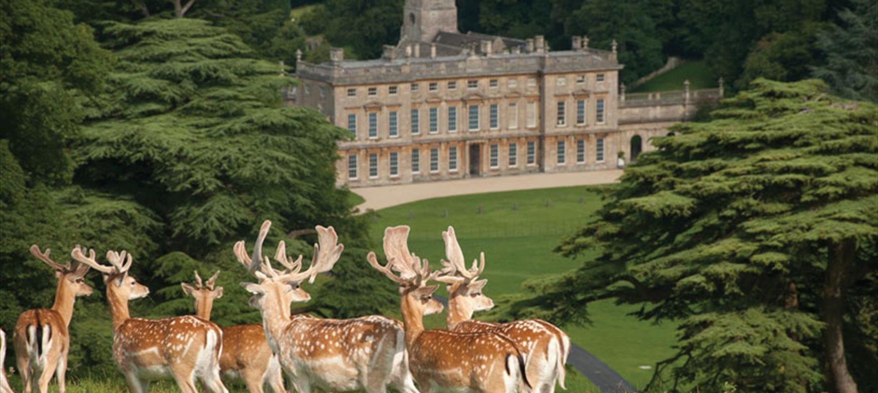 Herd of deer with Dyrham Park in the background
