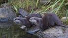 2 otters at the centre
