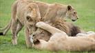 Lions Playing at Longleat Safari Park