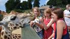 Feeding the Giraffes on Safari at Longleat