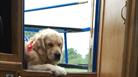 Dog friendly accommodation in Wiltshire, Honeystreet Narrowboat Holidays