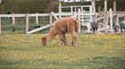 Cholderton Rare Breeds Farm - Alpaca