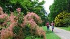 Flowers and trees at Westonbirt Arboretum