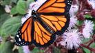 Orange butterfly on pink flowers