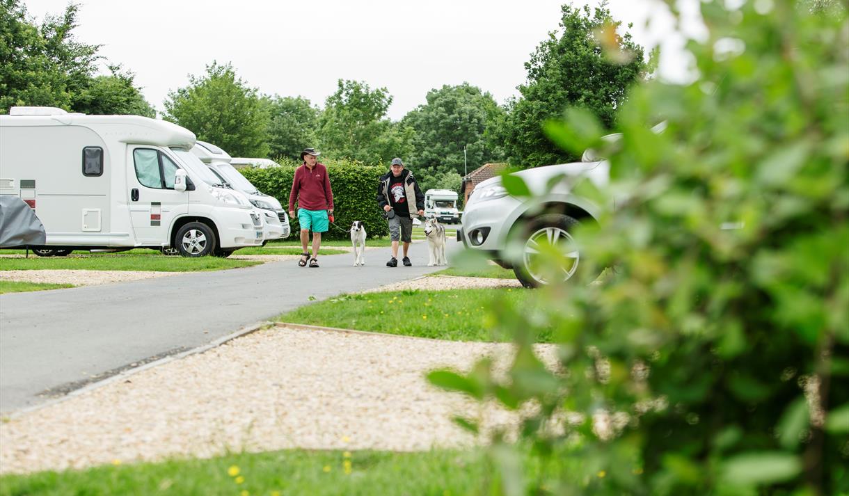 Walking dogs at Devizes Camping and Caravanning Club Site