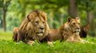 a male lion and a lioness led in the grass