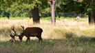 Deer in Richmond upon Thames