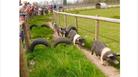 Cholderton Rare Breeds Farm - Pig racing