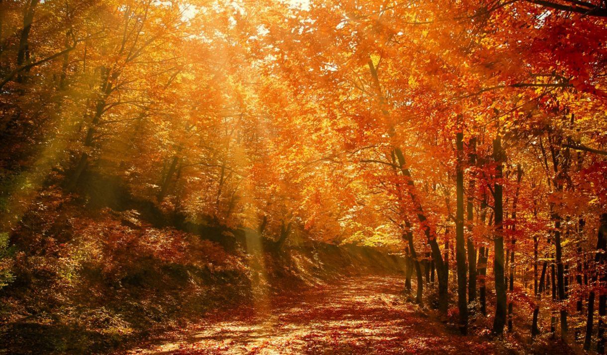 Autumn Autumn