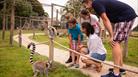 lemurs at longleat safari park