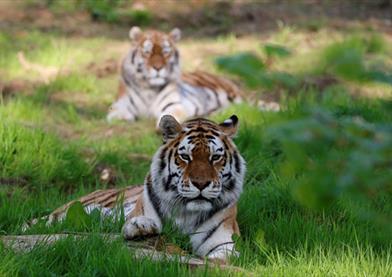 Tigers Grazing at Longleat Safari Park
