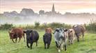 Cows in a field near Malmesbury