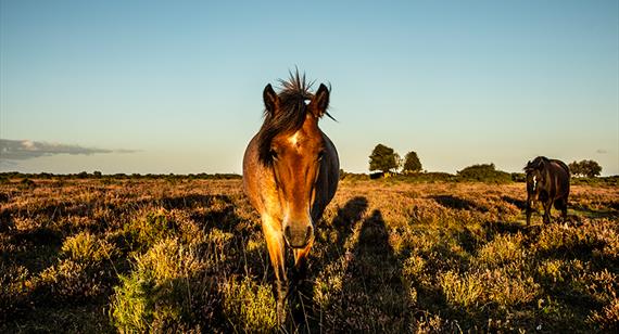 New Forest Pony