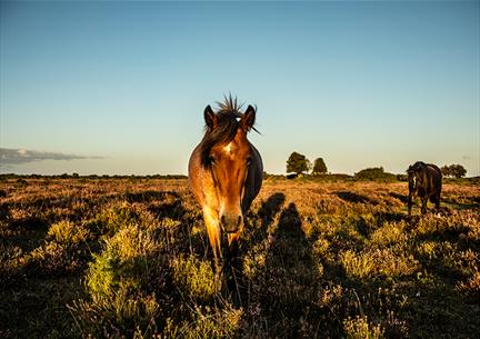 New Forest Pony