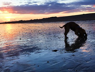 Dog Friendly Hampshire