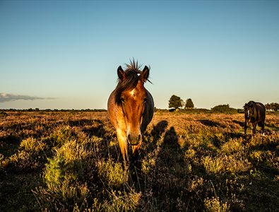 New Forest Pony