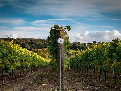 Vineyards in Hampshire