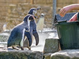 Feeding Penguins at Birdworld