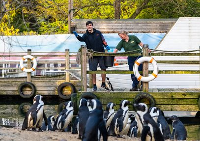 Feeding Penguins at Birdworld