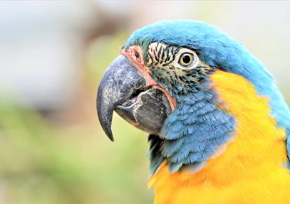 Parrot Play & Ball at Birdworld