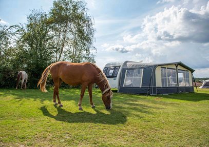 Camping New Forest