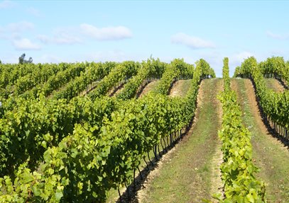 Hattingley Vineyard