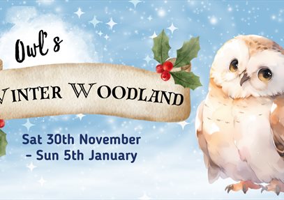 Owl's Winter Woodland