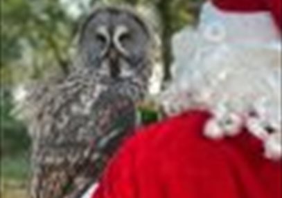 Father Christmas with Owl