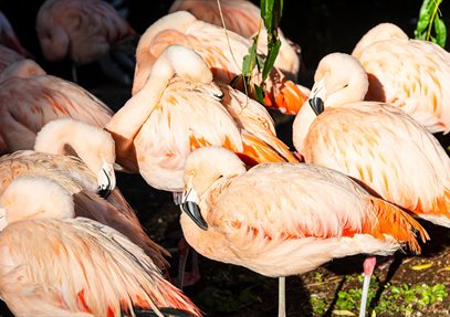 Flamingos at Birdworld