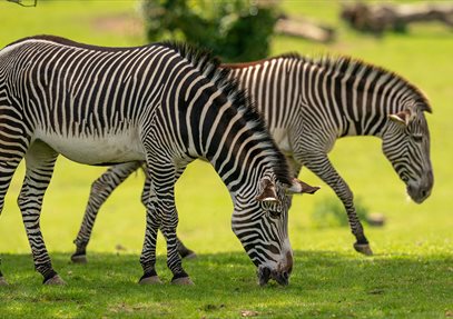 Marwell's Zebras