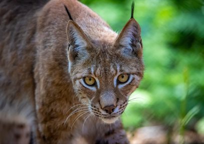 Lynx at The New Forest Wildlife Park